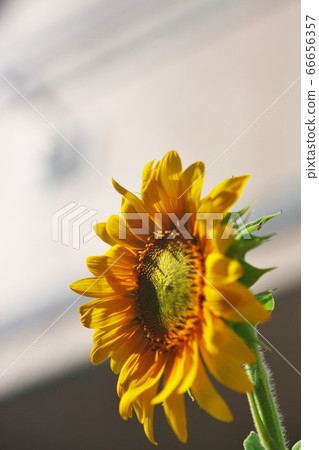 盛夏盛開的向日葵 盛夏盛開的向日葵 66656357