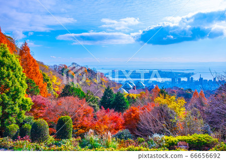濃濃的藥草園的秋葉和神戶的城市景觀 濃濃的藥草園的秋葉和神戶的城市景觀 66656692
