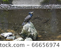 鸕鶿 66656974