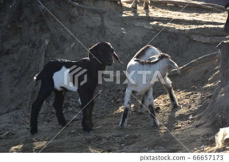 Cox's Bazar in Bangladesh Coastal village Goat's parent and child walking on sandy beach Cute goat figure Cox's Bazar in Bangladesh Coastal village Goat's parent and child walking on sandy beach Cute goat figure 66657173