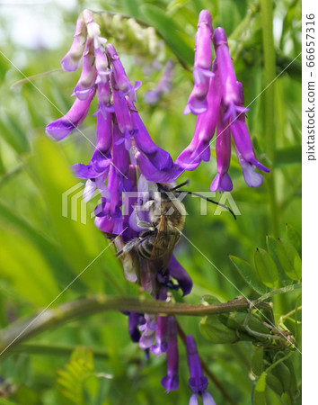 日本蜜蜂,紫紅色的毛v子,後視圖吮吸花蜜 日本蜜蜂,紫紅色的毛v子,後視圖吮吸花蜜 66657316