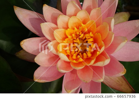 睡蓮花粉紅色 睡蓮花粉紅色 66657936