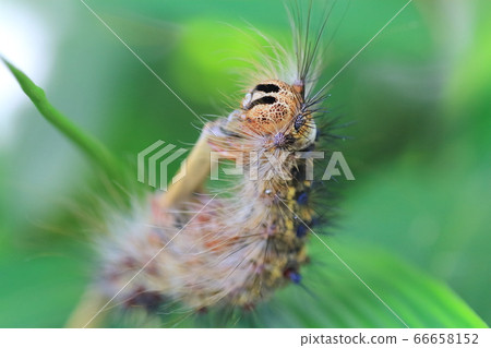 Caterpillar (larvae of the gypsy moth) 66658152