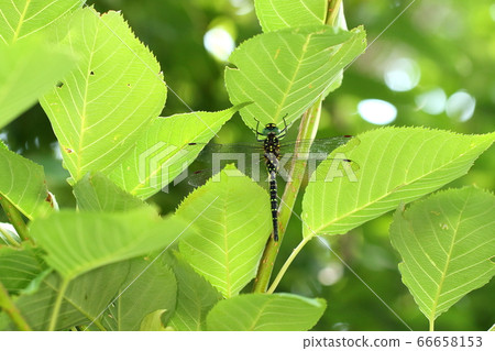 Creatures insects Sarasa yama, small yama yama that appears from spring to early summer. It seems to be a specialty of Japan 66658153