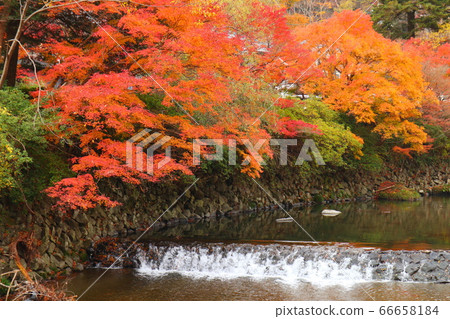 秋葉，京都 66658184