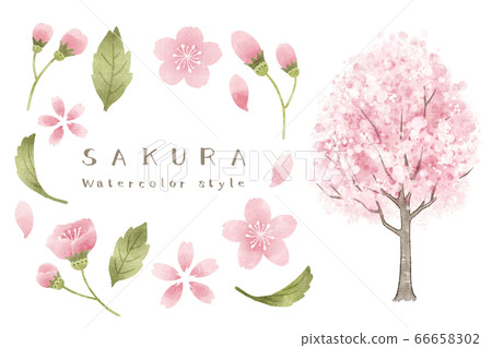 Watercolor style cherry blossom illustration of Scandinavian taste Watercolor style cherry blossom illustration of Scandinavian taste 66658302