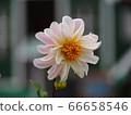 Emperor Dahlia on a rainy day 66658546