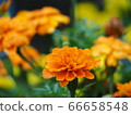 Senju chrysanthemum on a rainy day 66658548
