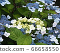 Hydrangea on a rainy day 66658550