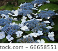 Rainy day hydrangea 66658551