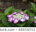 Rainy day hydrangea 66658552