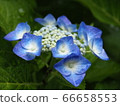 Rainy day hydrangea 66658553