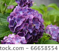 Rainy day hydrangea 66658554