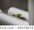 Frog on a rainy day 66658674