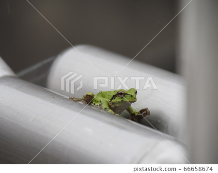 Frog on a rainy day Frog on a rainy day 66658674