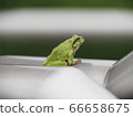 Frog on a rainy day 66658675