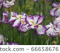 German iris 66658676