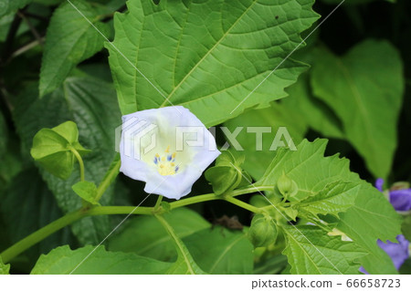 Osenari(Osenari)盛開的開始 Osenari(Osenari)盛開的開始 66658723