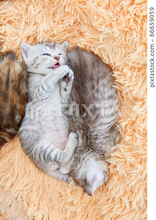 Kittens sleeping on the bed. Kittens sleeping on the bed. 66659059