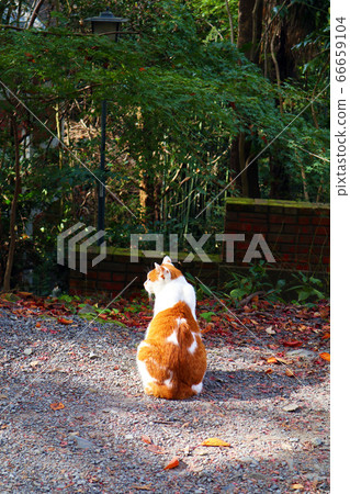 Cat Cat 66659104