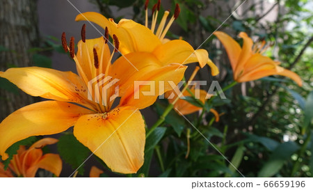百合花 百合花 66659196