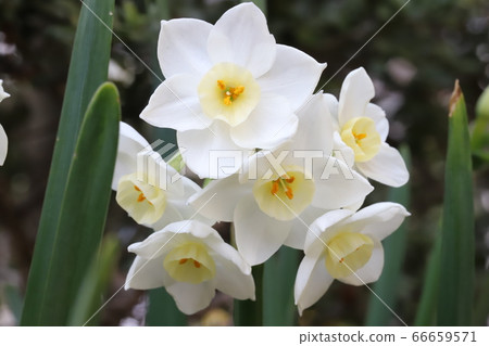 White flower of fuscata White flower of fuscata 66659571