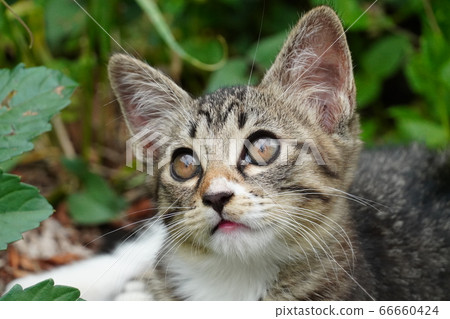 Cute stray cat kitten Cute stray cat kitten 66660424