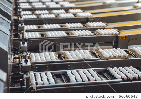 egg factory industry poultry conveyor production 66660648