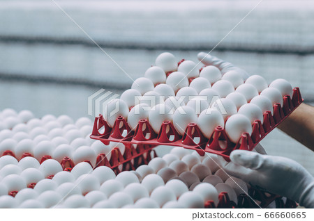 egg factory industry poultry conveyor production 66660665