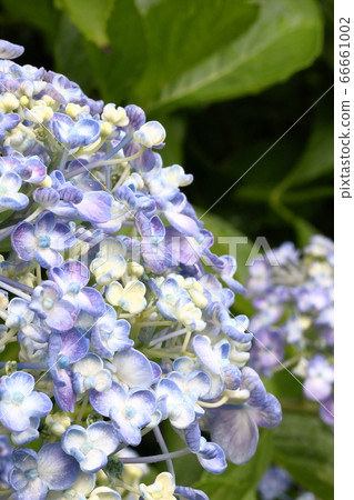 旋渦繡球花 66661002