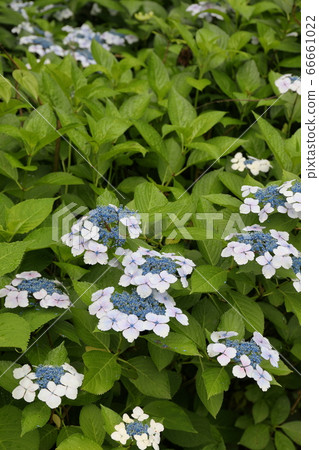 Flower hydrangea 66661022