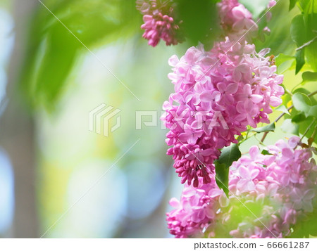 可愛的淡紫色花 可愛的淡紫色花 66661287