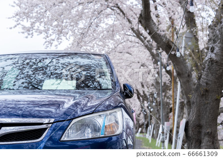 汽車和一排櫻桃樹 汽車和一排櫻桃樹 66661309