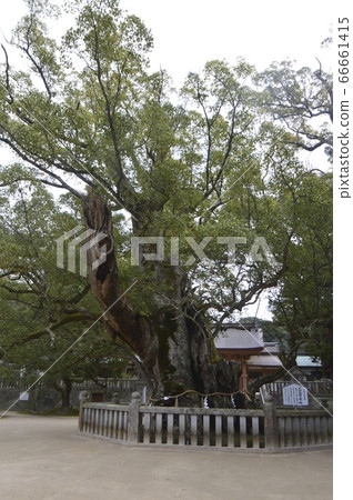Oyamazumi Koto, a hand-planted camphor tree (Oyamazumi Shrine / Miyaura, Omishima-cho, Imabari City, Ehime Prefecture) 66661415