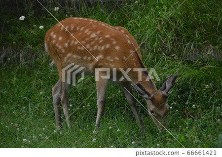 Ezo deer eating grass (Shiretoko Peninsula / Shari Town, Shari District, Hokkaido) 66661421