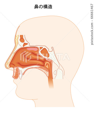 鼻子結構 66661467