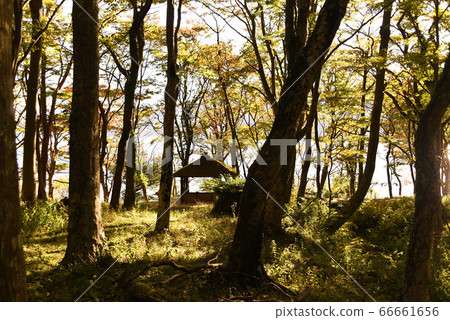 在湖邊寵愛的庭院的秋葉 66661656