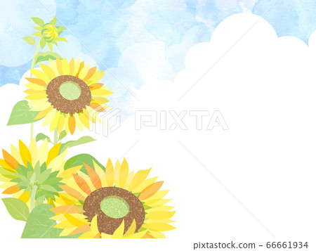 sunflower sunflower 66661934