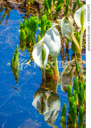 初夏的瑞穗町和津輕池的倒影[長野縣] 66662045