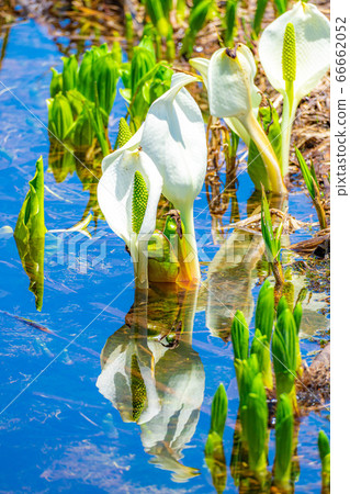 Mizubasho and reflection of Tsugaike in early summer [Nagano Prefecture] 66662052