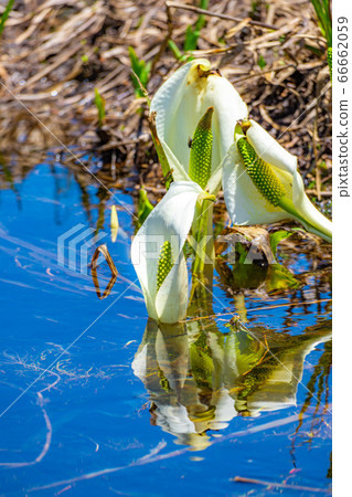 Mizubasho and reflection of Tsugaike in early summer [Nagano Prefecture] 66662059