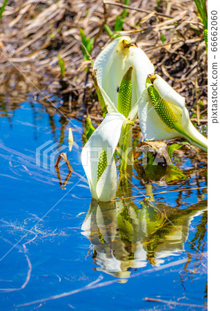 Mizubasho and reflection of Tsugaike in early summer [Nagano Prefecture] 66662060