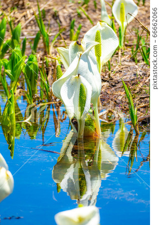 Mizubasho and reflection of Tsugaike in early summer [Nagano Prefecture] 66662066