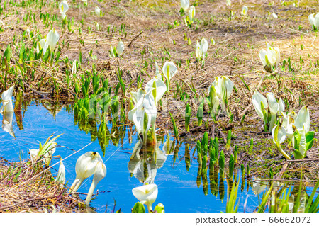 Mizubasho and reflection of Tsugaike in early summer [Nagano Prefecture] 66662072