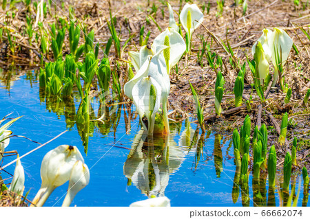 Mizubasho and reflection of Tsugaike in early summer [Nagano Prefecture] 66662074