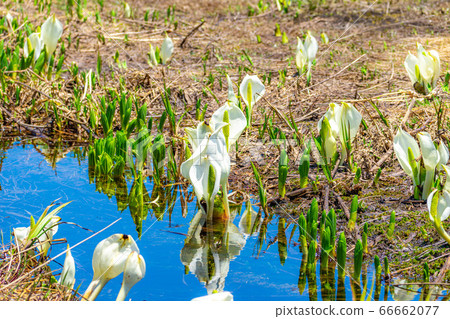 Mizubasho and reflection of Tsugaike in early summer [Nagano Prefecture] 66662077