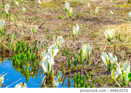 Mizubasho and reflection of Tsugaike in early summer [Nagano Prefecture] 66662078