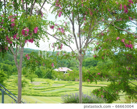北海道風景尤尼花園 66663004