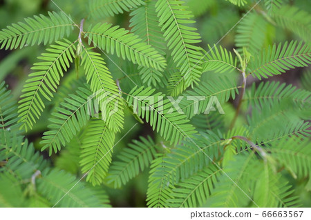 Kawaratetsu no leaves 66663567