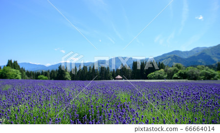 Lavender garden Akita ken Misato cho 66664014